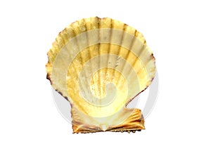 Exotic sea shells isolated on a white background