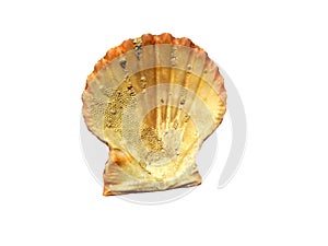 Exotic sea shells isolated on a white background