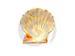 Exotic sea shells isolated on a white background