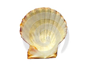 Exotic sea shells isolated on a white background