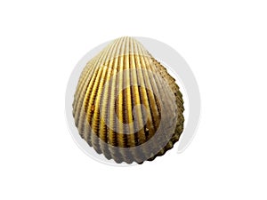 Exotic sea shells isolated on a white background