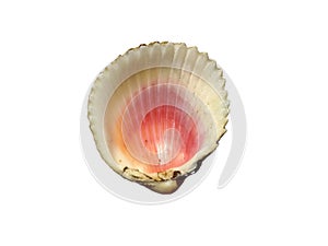 Exotic sea shells isolated on a white background