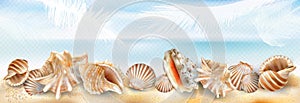 Exotic seashell mollusk on a sand beach transparent background photo