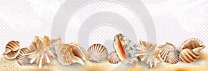 Exotic seashell mollusk on a sand and transparent background