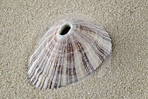 Exotic seashell on sand background