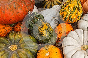 Exotic Seasonal Pumpkins