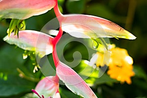 Exotic Sexy Pink Heliconia flower, Heliconia chartacea, in a garden.