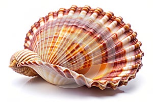 Exotic shell, isolated on a white background