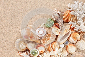 Exotic shells and corals in the sand. Summer beach vacation concept.