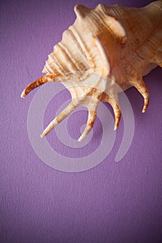 Exotic shells on lilac background with copyspace
