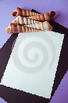 Exotic shells on lilac background with copyspace