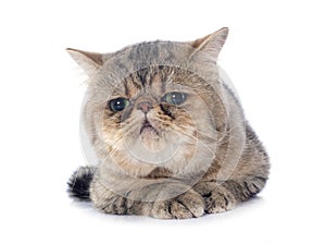 exotic shorthair