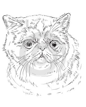 Exotic Shorthair Cat