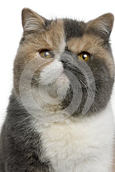 Exotic shorthair cat, 8 months old