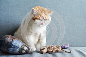 Exotic shorthair cat with animal toys