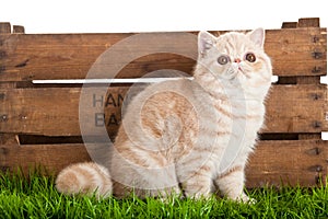 Exotic shorthair cat. beautiful cat in a box. photo