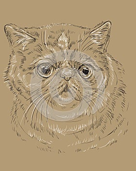 Exotic Shorthair Cat on brown background