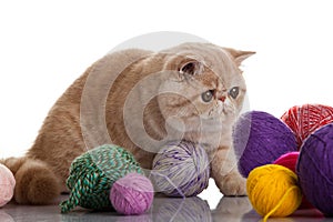 Exotic shorthair cat. Cat