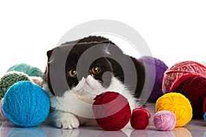 Exotic shorthair cat. Cat with balls of threads.