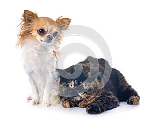 Exotic shorthair cat and chihuahua