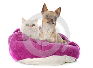 Exotic shorthair cat and chihuahua