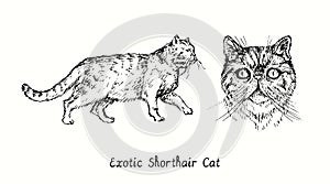 Exotic Shorthair Cat collection, head front view and standing side view. Ink black and white doodle drawing