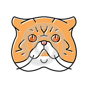 exotic shorthair cat cute pet color icon vector illustration