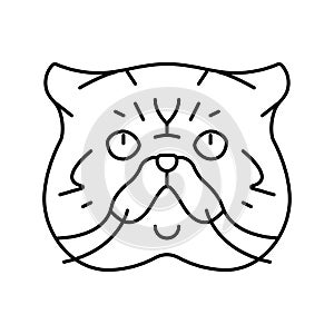 exotic shorthair cat cute pet line icon vector illustration