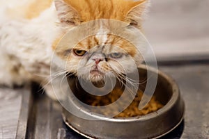 Exotic shorthair cat dissatisfied dry food photo