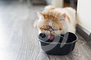 Exotic shorthair cat drink water in room
