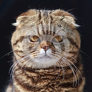 Exotic shorthair cat photo