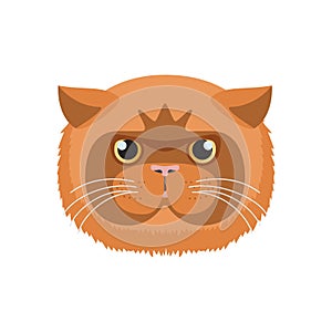 Exotic Shorthair cat face, cute head of red kitten with round muzzle and full cheeks