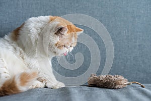 Exotic shorthair cat with fake mouse