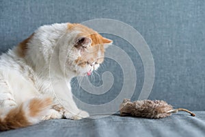 Exotic shorthair cat with fake mouse doll