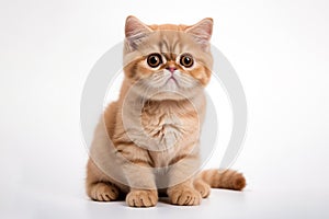 an Exotic Shorthair cat in front of a white background. Generative ai