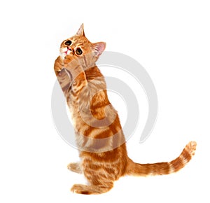 Exotic shorthair cat isolated on white background. Funny kitten standing on two back feet