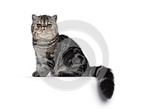 Exotic Shorthair cat kitten on white background