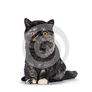 Exotic Shorthair cat kitten on white background