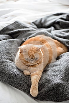 Exotic shorthair cat laying on bed