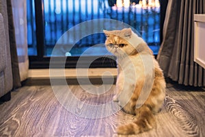 Exotic shorthair cat in luxury condo