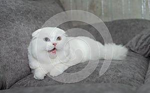 Exotic shorthair cat lying on the bed and looking up.