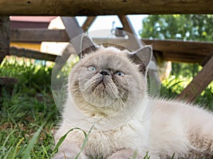 Exotic Shorthair cat on nature.