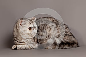 Exotic shorthair cat. persian cat