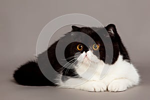 Exotic shorthair cat. persian cat