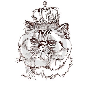 Exotic Shorthair cat portrait with the crown