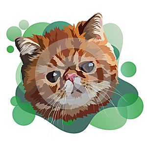 Exotic shorthair cat. Portrait, head, green gradient.