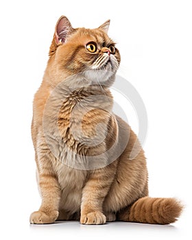 Exotic Shorthair Cat Posing