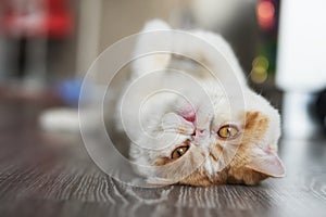 Exotic shorthair cat relax in house photo