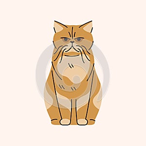 Exotic shorthair cat sitting color element. Cartoon cute animal.