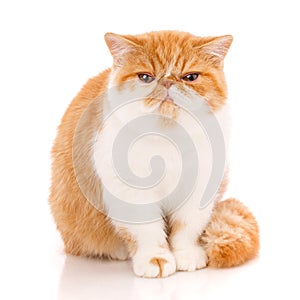 Exotic shorthair cat, , sitting photo